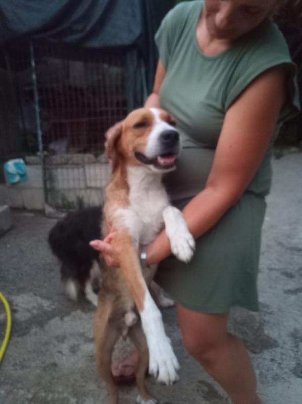 GREGORIO – 3 ANNI DI DOLCEZZA, CERCA FAMIGLIA 🐾 Foto 3